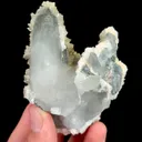 specimen video