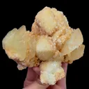 specimen video