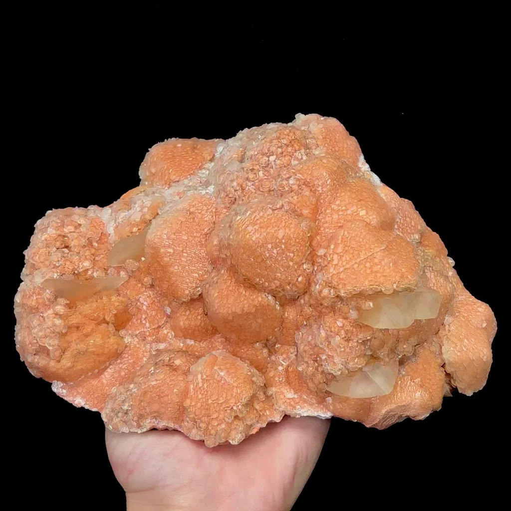 specimen video