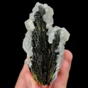 specimen video
