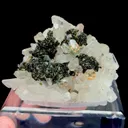 specimen video