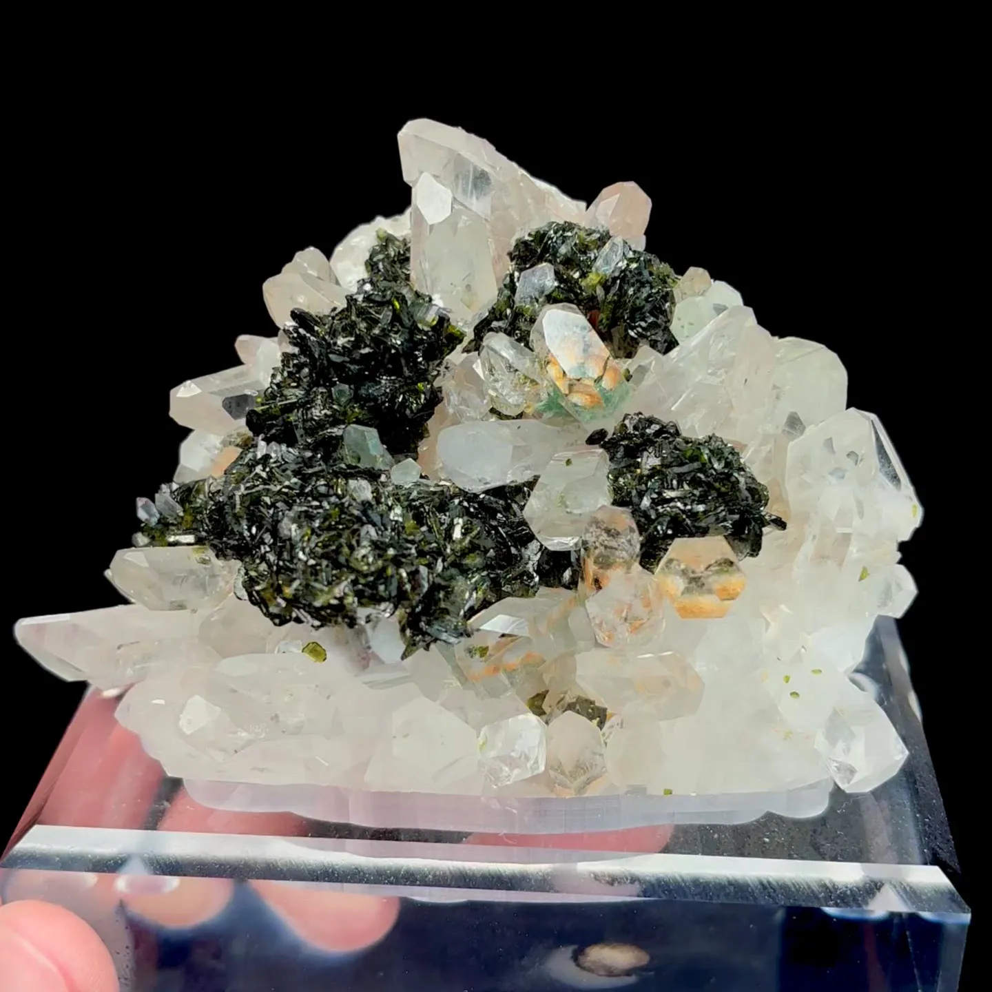 specimen video