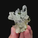specimen video