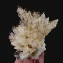 specimen video