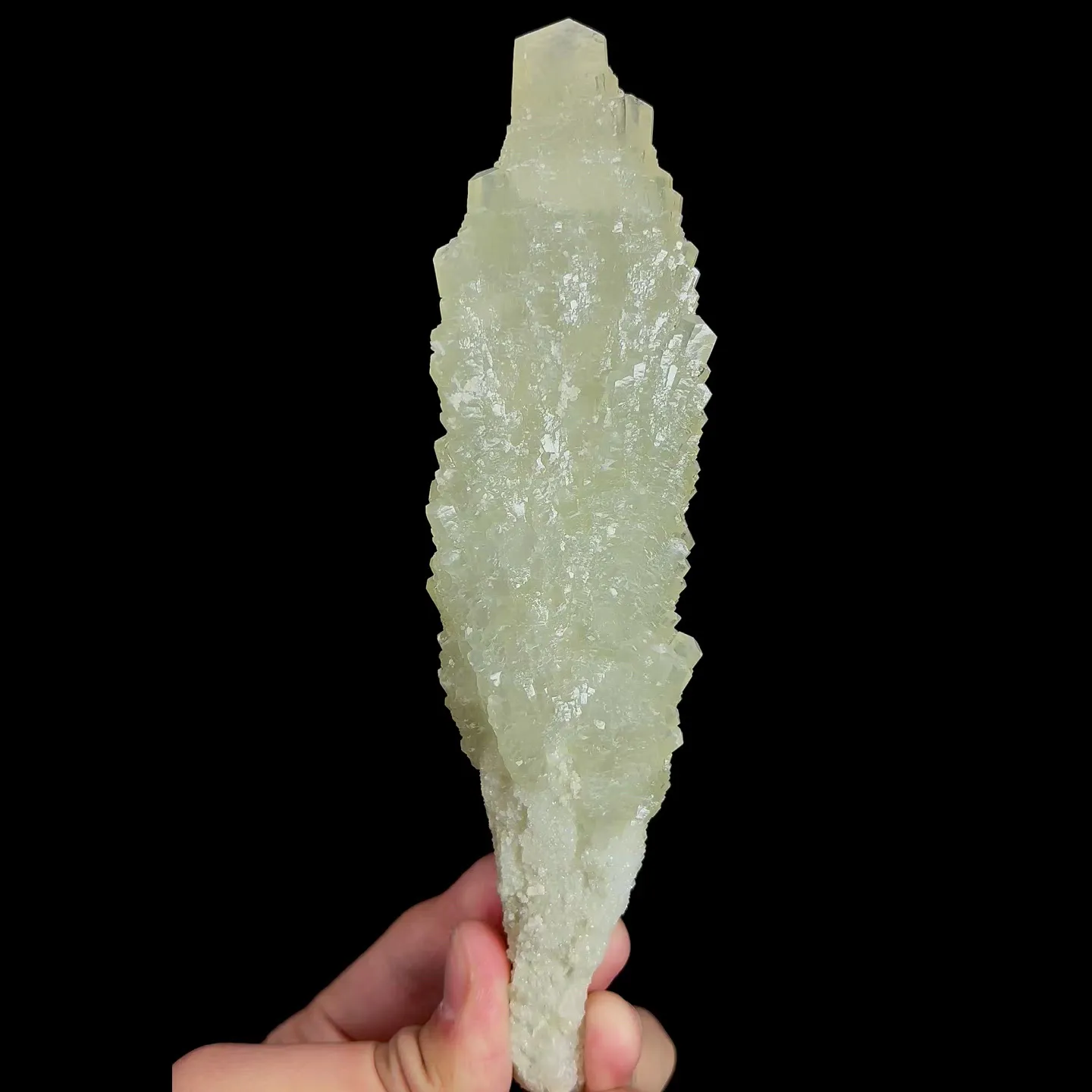 specimen video