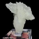 specimen video