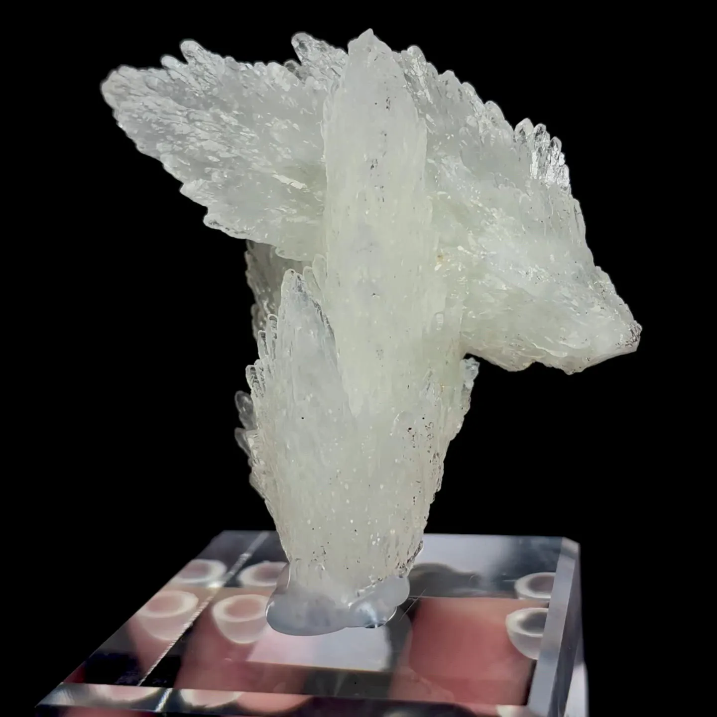 specimen video