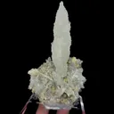 specimen video