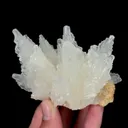 specimen video