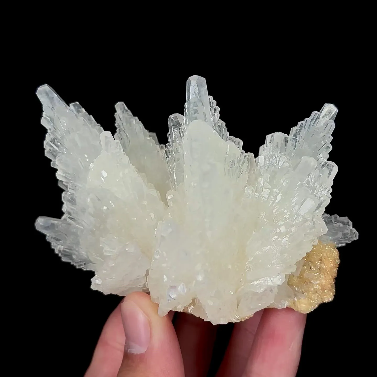 specimen video