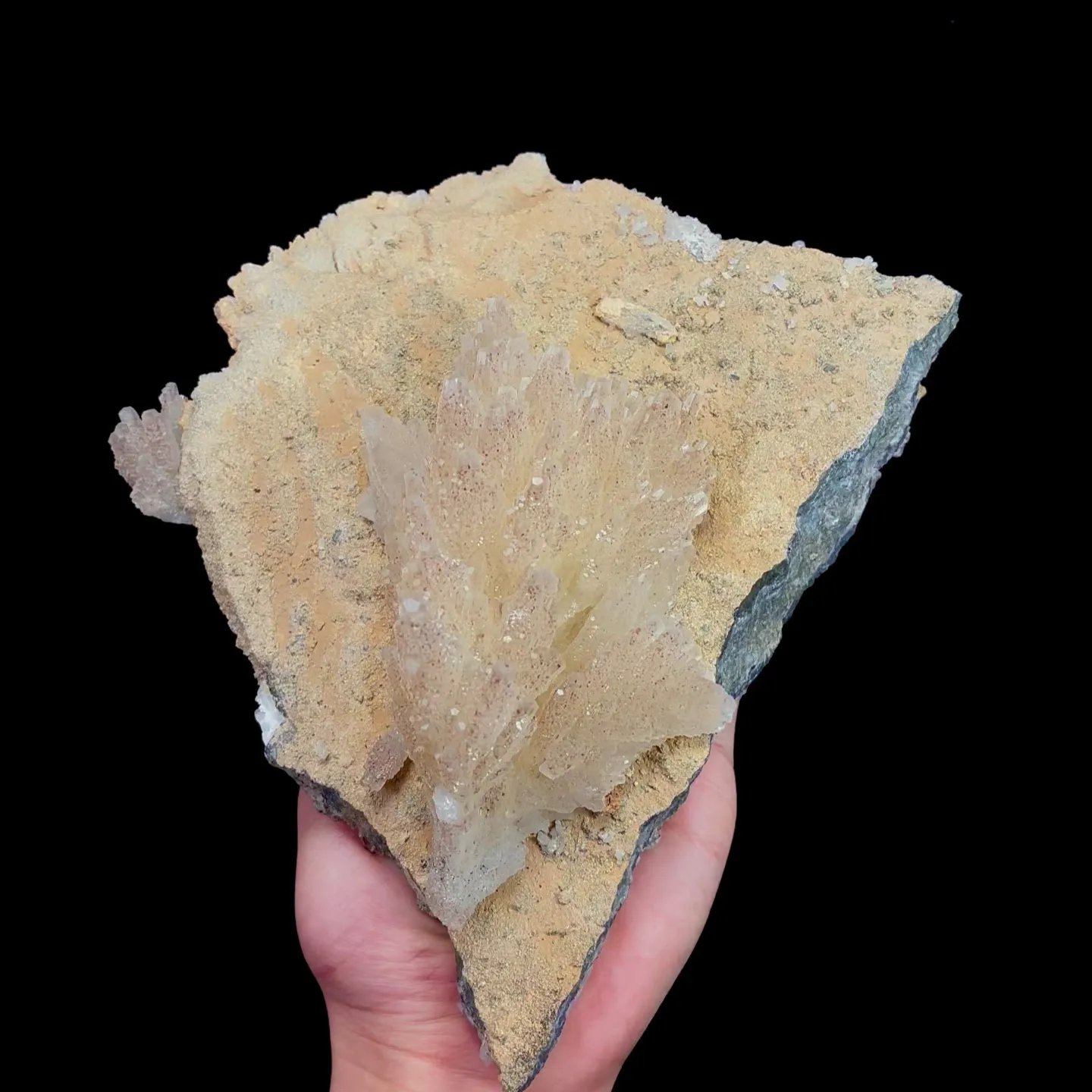 specimen video