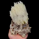 specimen video