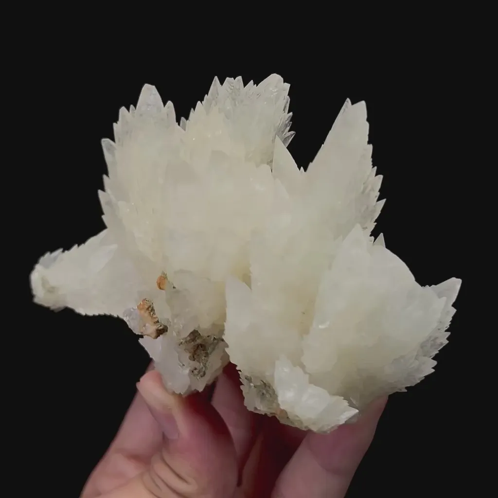specimen video