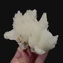 specimen video