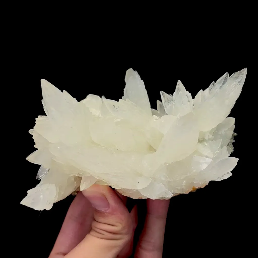 specimen video