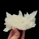 specimen video