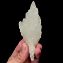 specimen video