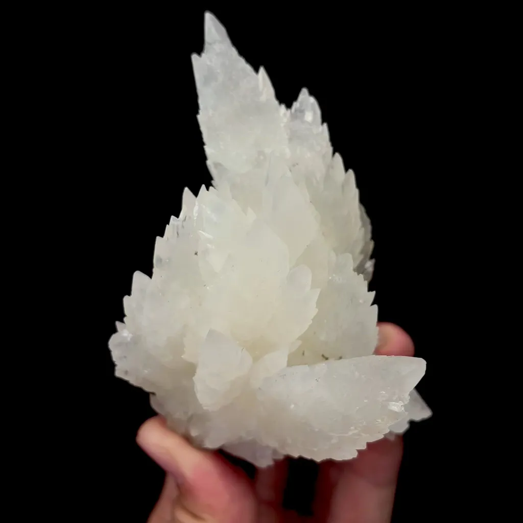 specimen video