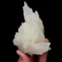 specimen video