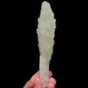 specimen video