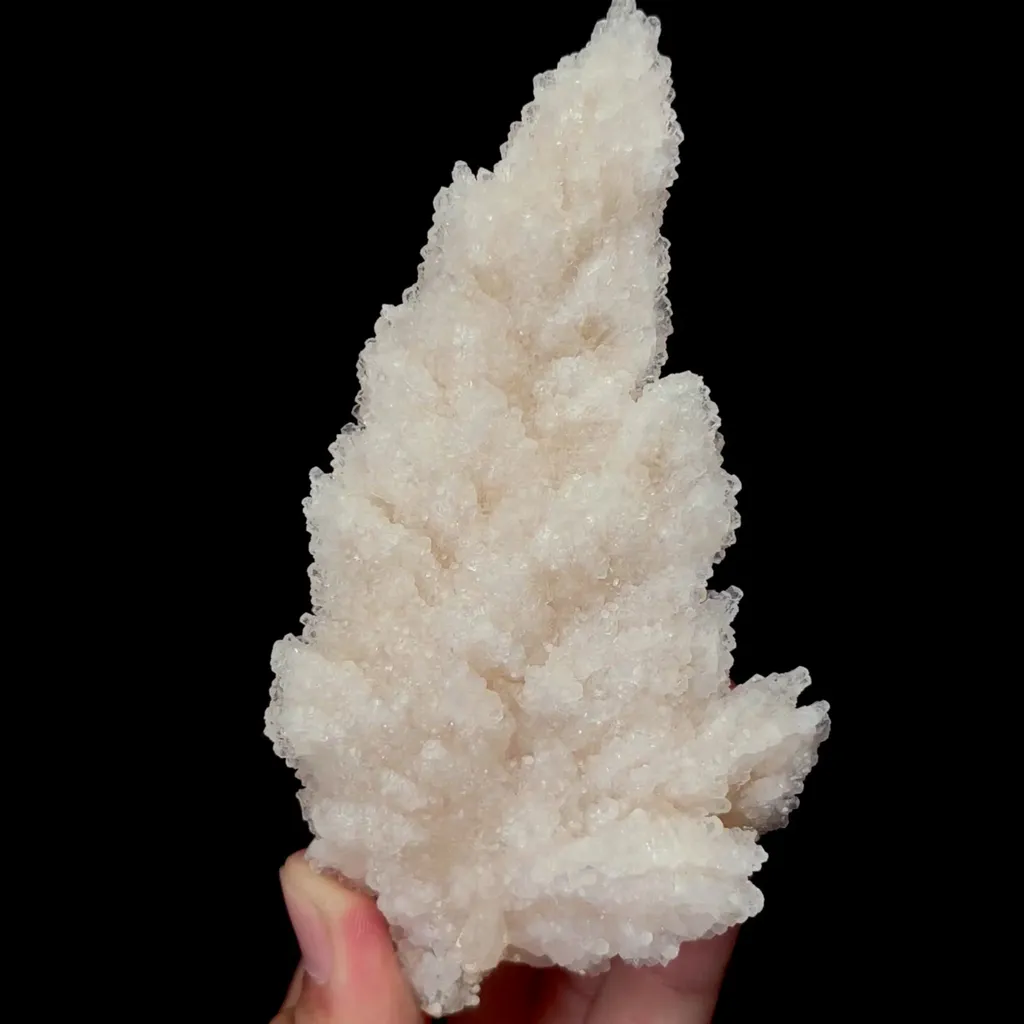 specimen video