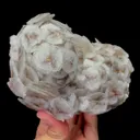 specimen video