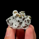 specimen video