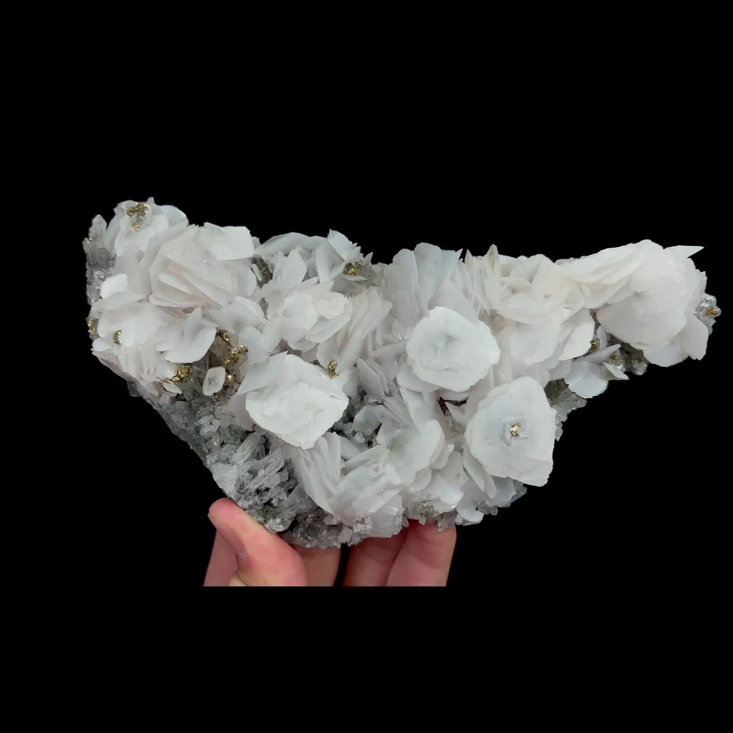 specimen video