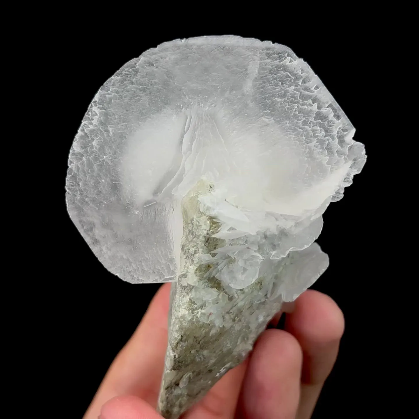 specimen video