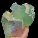 specimen video