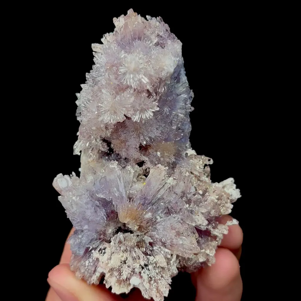 specimen video