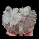 specimen video