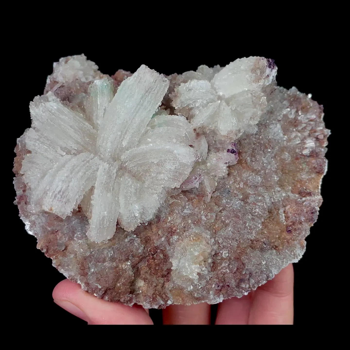 specimen video