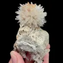 specimen video