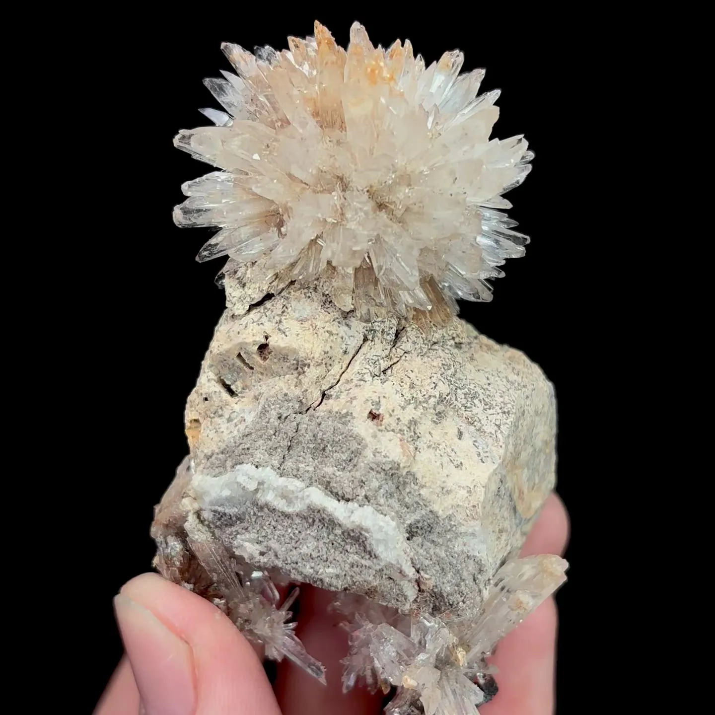 specimen video
