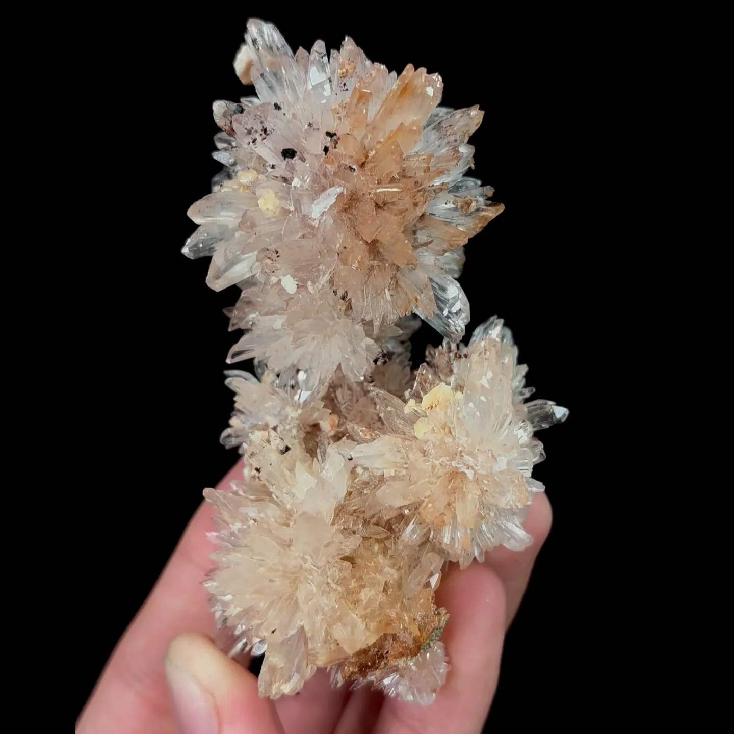 specimen video