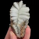 specimen video