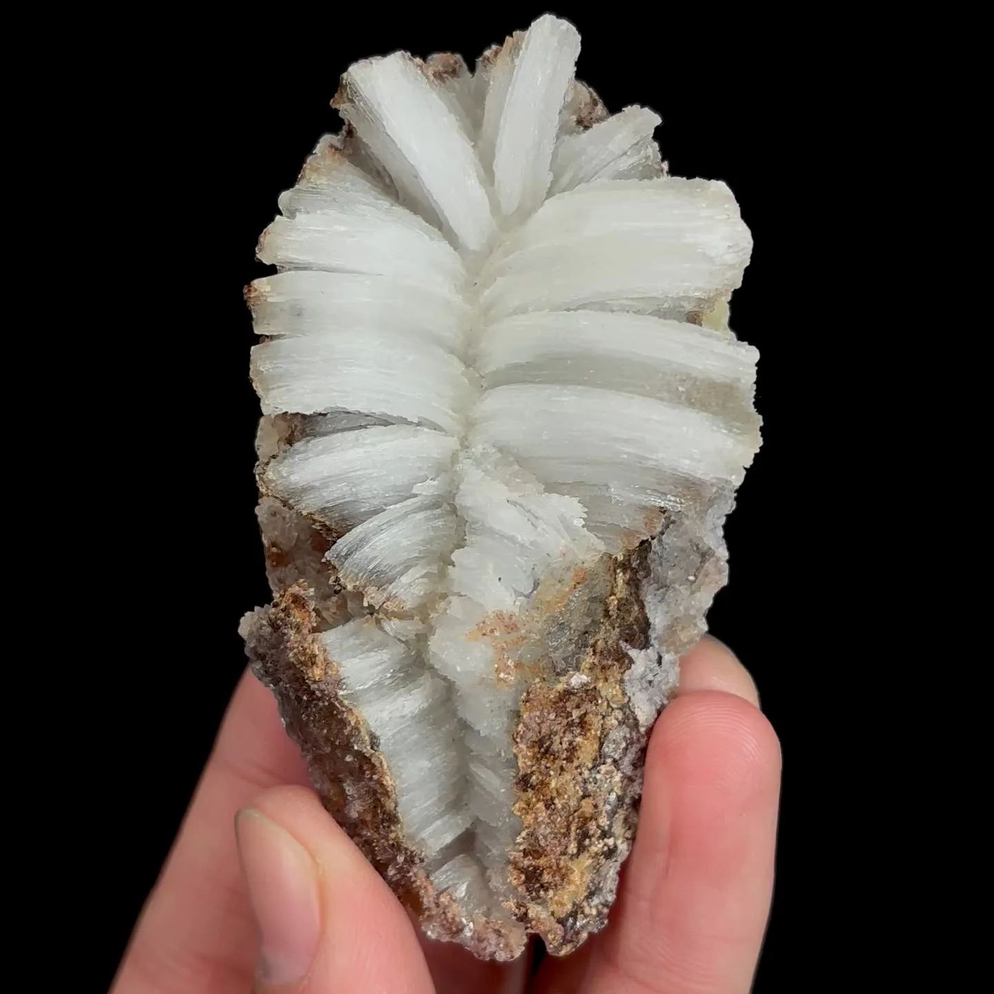 specimen video
