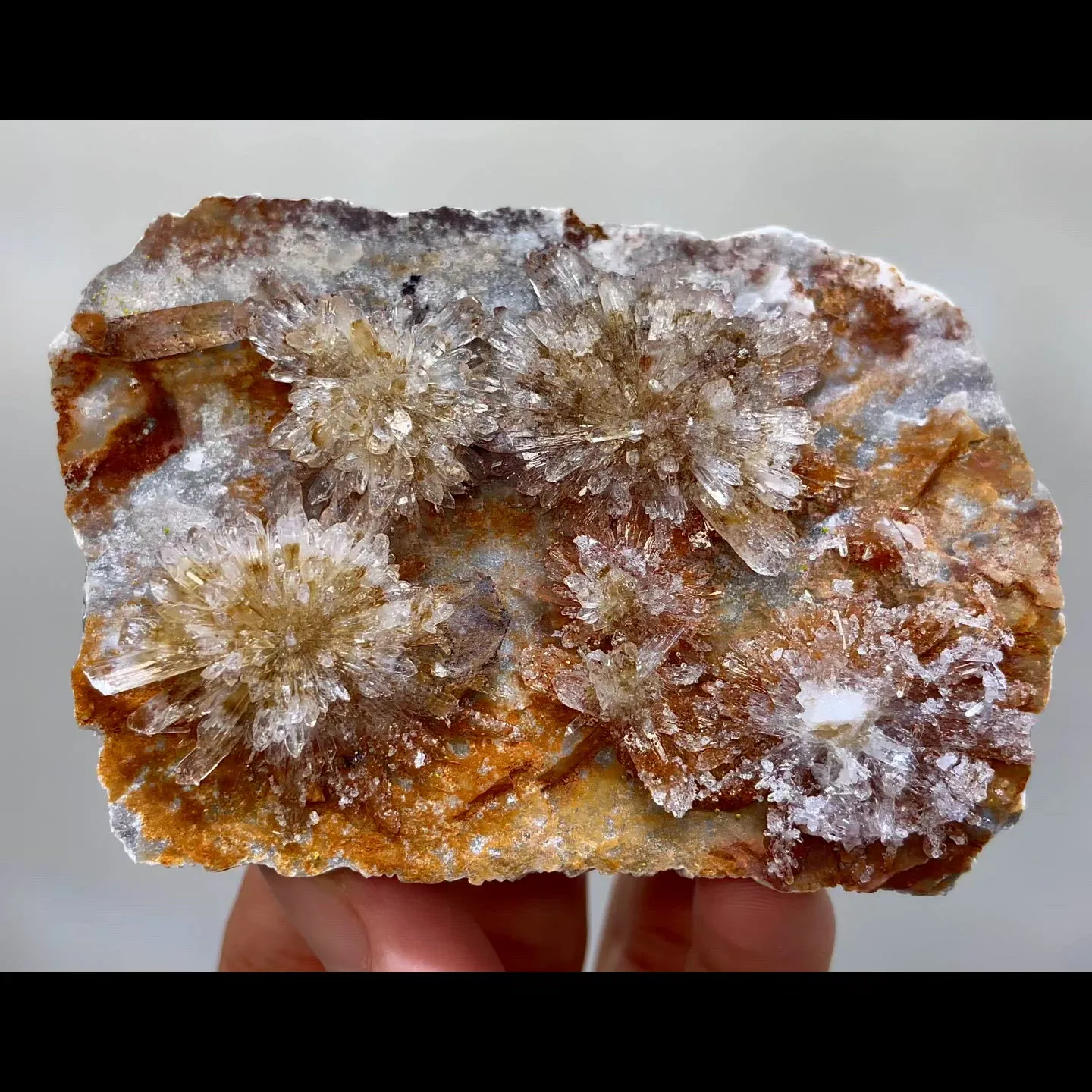 specimen video