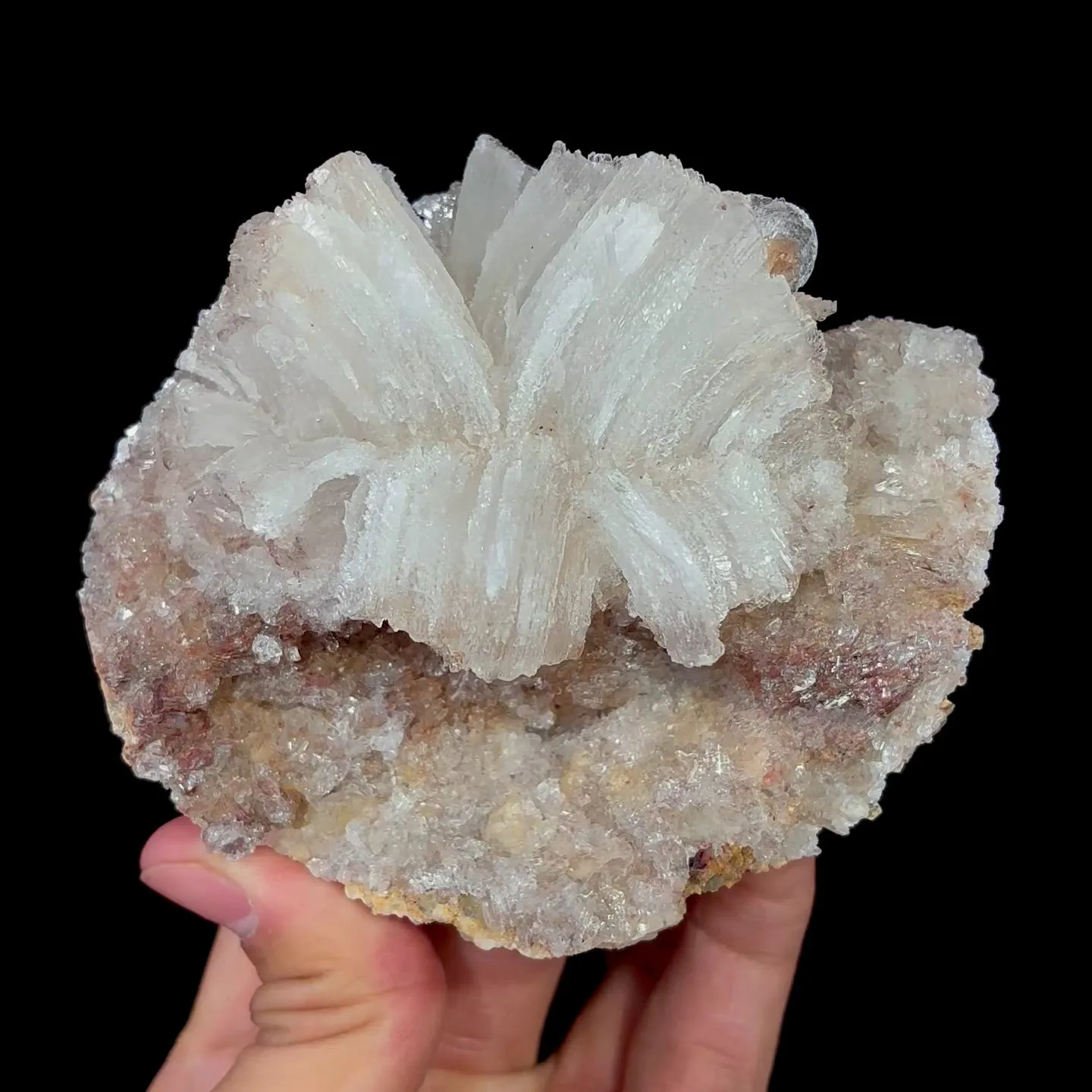 specimen video