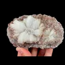 specimen video