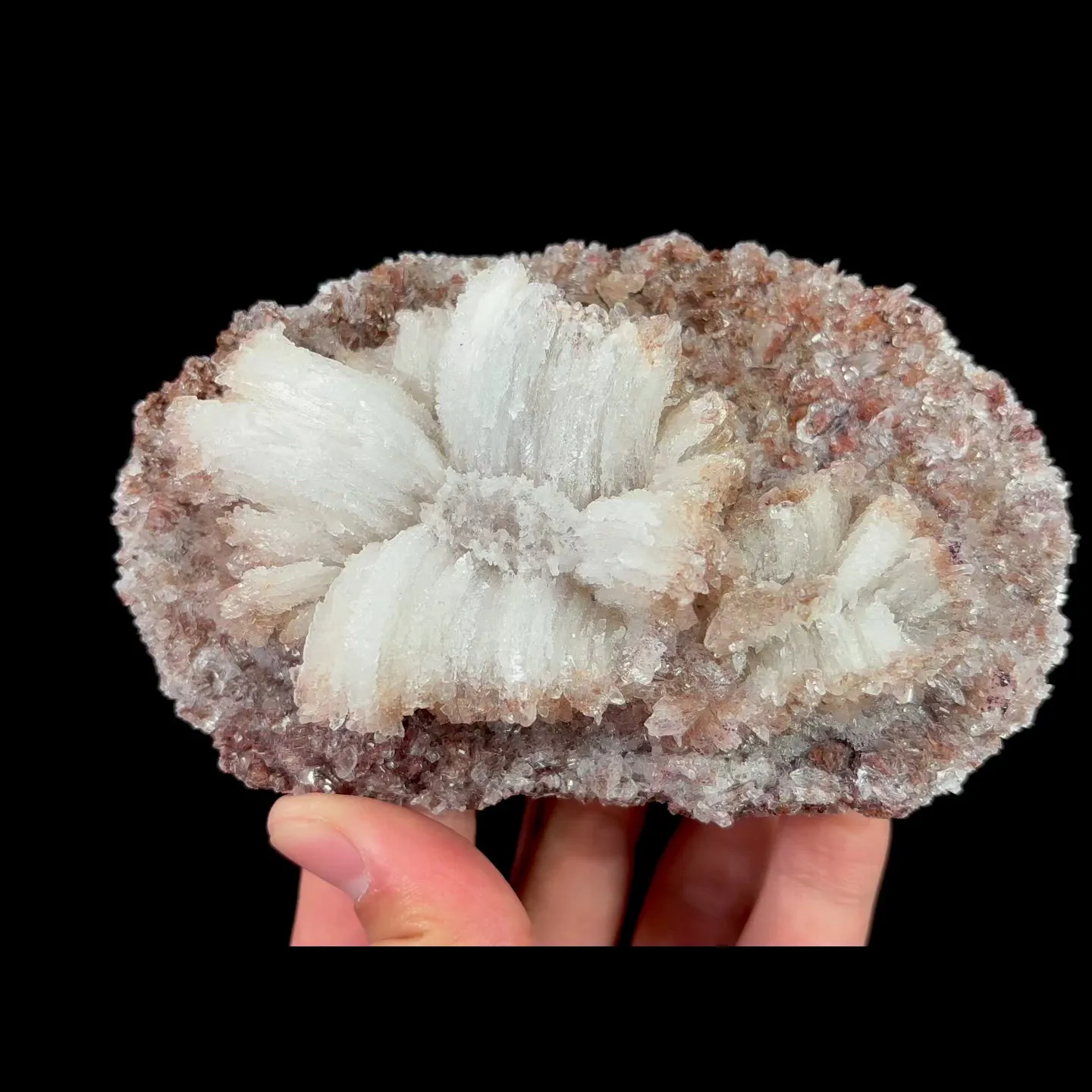 specimen video