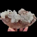 specimen video