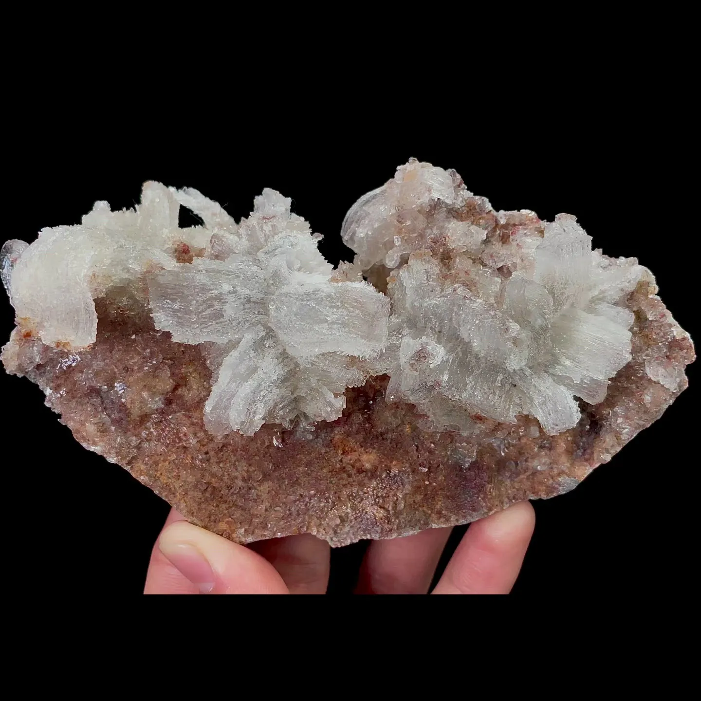 specimen video