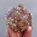 specimen video