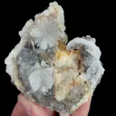 specimen video