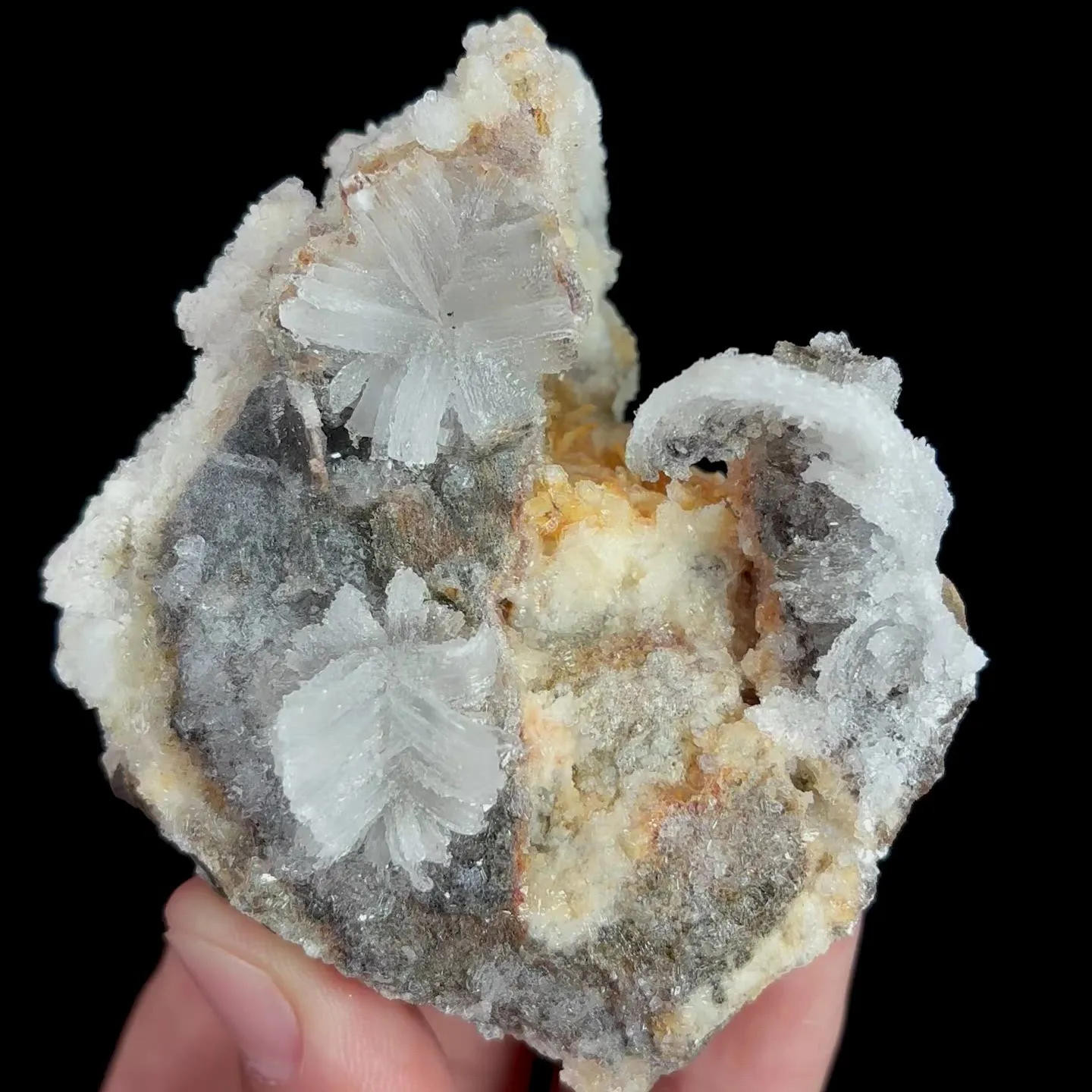 specimen video