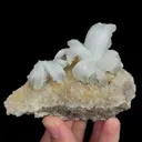 specimen video