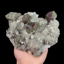 specimen video