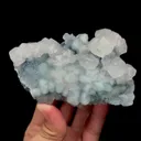 specimen video